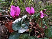 15 Fiori di Cyclamen (Ciclamino)